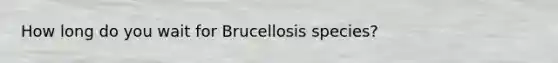 How long do you wait for Brucellosis species?