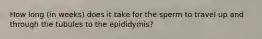 How long (in weeks) does it take for the sperm to travel up and through the tubules to the epididymis?