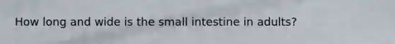 How long and wide is the small intestine in adults?