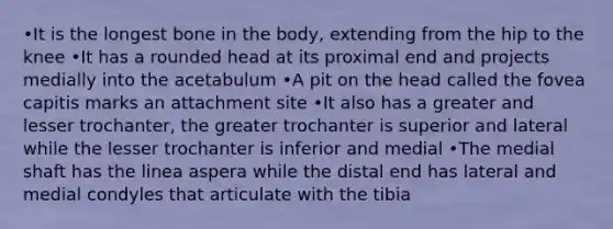 •It is the longest bone in the body, extending from the hip to the knee •It has a rounded head at its proximal end and projects medially into the acetabulum •A pit on the head called the fovea capitis marks an attachment site •It also has a greater and lesser trochanter, the greater trochanter is superior and lateral while the lesser trochanter is inferior and medial •The medial shaft has the linea aspera while the distal end has lateral and medial condyles that articulate with the tibia