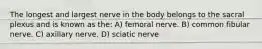 The longest and largest nerve in the body belongs to the sacral plexus and is known as the: A) femoral nerve. B) common fibular nerve. C) axillary nerve. D) sciatic nerve