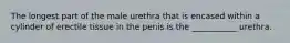 The longest part of the male urethra that is encased within a cylinder of erectile tissue in the penis is the ___________ urethra.