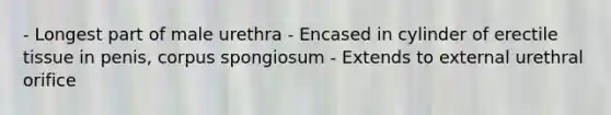 - Longest part of male urethra - Encased in cylinder of erectile tissue in penis, corpus spongiosum - Extends to external urethral orifice