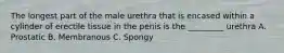 The longest part of the male urethra that is encased within a cylinder of erectile tissue in the penis is the _________ urethra A. Prostatic B. Membranous C. Spongy