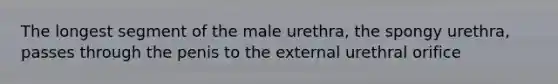 The longest segment of the male urethra, the spongy urethra, passes through the penis to the external urethral orifice