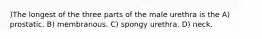 )The longest of the three parts of the male urethra is the A) prostatic. B) membranous. C) spongy urethra. D) neck.