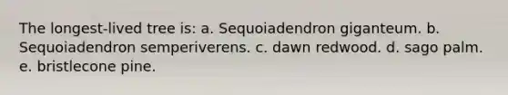 The longest-lived tree is: a. Sequoiadendron giganteum. b. Sequoiadendron semperiverens. c. dawn redwood. d. sago palm. e. bristlecone pine.