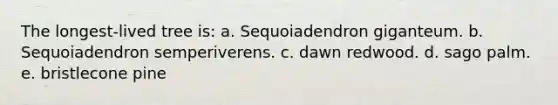 The longest-lived tree is: a. Sequoiadendron giganteum. b. Sequoiadendron semperiverens. c. dawn redwood. d. sago palm. e. bristlecone pine