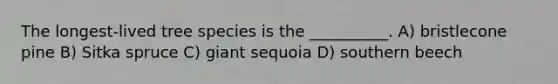 The longest-lived tree species is the __________. A) bristlecone pine B) Sitka spruce C) giant sequoia D) southern beech