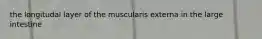 the longitudal layer of the muscularis externa in the large intestine