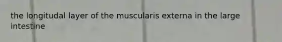 the longitudal layer of the muscularis externa in the large intestine