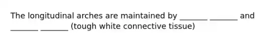 The longitudinal arches are maintained by _______ _______ and _______ _______ (tough white connective tissue)