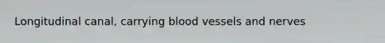 Longitudinal canal, carrying blood vessels and nerves