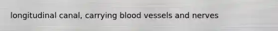 longitudinal canal, carrying <a href='https://www.questionai.com/knowledge/kZJ3mNKN7P-blood-vessels' class='anchor-knowledge'>blood vessels</a> and nerves