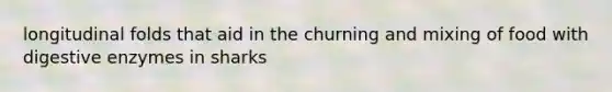 longitudinal folds that aid in the churning and mixing of food with <a href='https://www.questionai.com/knowledge/kK14poSlmL-digestive-enzymes' class='anchor-knowledge'>digestive enzymes</a> in sharks