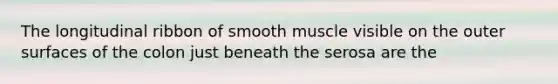 The longitudinal ribbon of smooth muscle visible on the outer surfaces of the colon just beneath the serosa are the