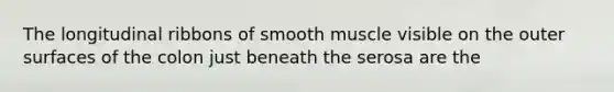 The longitudinal ribbons of smooth muscle visible on the outer surfaces of the colon just beneath the serosa are the