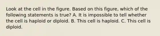 Look at the cell in the figure. Based on this figure, which of the following statements is true? A. It is impossible to tell whether the cell is haploid or diploid. B. This cell is haploid. C. This cell is diploid.