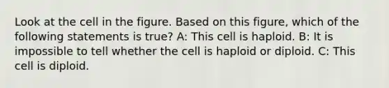 Look at the cell in the figure. Based on this figure, which of the following statements is true? A: This cell is haploid. B: It is impossible to tell whether the cell is haploid or diploid. C: This cell is diploid.