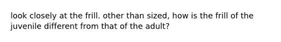 look closely at the frill. other than sized, how is the frill of the juvenile different from that of the adult?