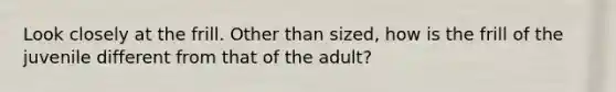 Look closely at the frill. Other than sized, how is the frill of the juvenile different from that of the adult?