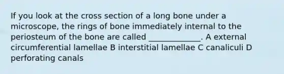 If you look at the cross section of a long bone under a microscope, the rings of bone immediately internal to the periosteum of the bone are called _____________. A external circumferential lamellae B interstitial lamellae C canaliculi D perforating canals