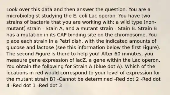 Look over this data and then answer the question. You are a microbiologist studying the E. coli Lac operon. You have two strains of bacteria that you are working with: a wild type (non-mutant) strain - Stain A, and a mutant strain - Stain B. Strain B has a mutation in its CAP binding site on the chromosome. You place each strain in a Petri dish, with the indicated amounts of glucose and lactose (see this information below the first Figure). The second Figure is there to help you! After 60 minutes, you measure gene expression of lacZ, a gene within the Lac operon. You obtain the following for Strain A (blue dot A). Which of the locations in red would correspond to your level of expression for the mutant strain B? -Cannot be determined -Red dot 2 -Red dot 4 -Red dot 1 -Red dot 3