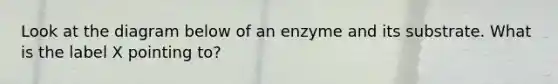 Look at the diagram below of an enzyme and its substrate. What is the label X pointing to?