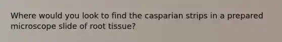 Where would you look to find the casparian strips in a prepared microscope slide of root tissue?