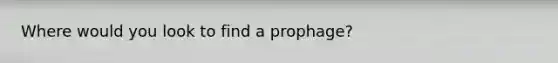 Where would you look to find a prophage?