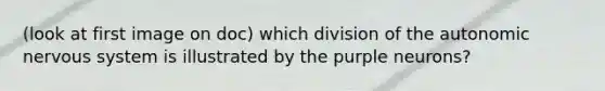 (look at first image on doc) which division of the autonomic nervous system is illustrated by the purple neurons?