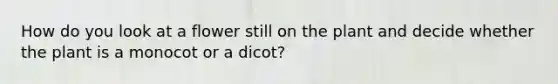 How do you look at a flower still on the plant and decide whether the plant is a monocot or a dicot?