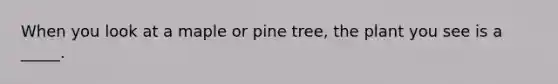 When you look at a maple or pine tree, the plant you see is a _____.