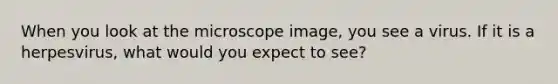 When you look at the microscope image, you see a virus. If it is a herpesvirus, what would you expect to see?