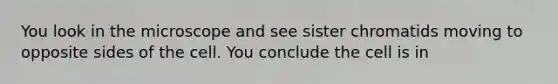 You look in the microscope and see sister chromatids moving to opposite sides of the cell. You conclude the cell is in