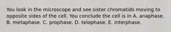 You look in the microscope and see sister chromatids moving to opposite sides of the cell. You conclude the cell is in A. anaphase. B. metaphase. C. prophase. D. telophase. E. interphase.