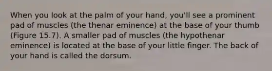 When you look at the palm of your hand, you'll see a prominent pad of muscles (the thenar eminence) at the base of your thumb (Figure 15.7). A smaller pad of muscles (the hypothenar eminence) is located at the base of your little finger. The back of your hand is called the dorsum.