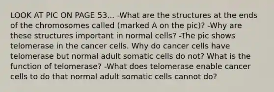 LOOK AT PIC ON PAGE 53... -What are the structures at the ends of the chromosomes called (marked A on the pic)? -Why are these structures important in normal cells? -The pic shows telomerase in the cancer cells. Why do cancer cells have telomerase but normal adult somatic cells do not? What is the function of telomerase? -What does telomerase enable cancer cells to do that normal adult somatic cells cannot do?