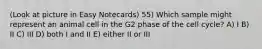 (Look at picture in Easy Notecards) 55) Which sample might represent an animal cell in the G2 phase of the cell cycle? A) I B) II C) III D) both I and II E) either II or III