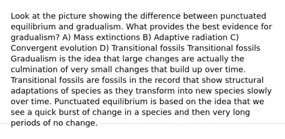 Look at the picture showing the difference between punctuated equilibrium and gradualism. What provides the best evidence for gradualism? A) Mass extinctions B) Adaptive radiation C) Convergent evolution D) Transitional fossils Transitional fossils Gradualism is the idea that large changes are actually the culmination of very small changes that build up over time. Transitional fossils are fossils in the record that show structural adaptations of species as they transform into new species slowly over time. Punctuated equilibrium is based on the idea that we see a quick burst of change in a species and then very long periods of no change.