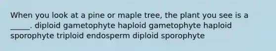 When you look at a pine or maple tree, the plant you see is a _____. diploid gametophyte haploid gametophyte haploid sporophyte triploid endosperm diploid sporophyte