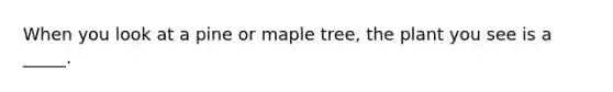 When you look at a pine or maple tree, the plant you see is a _____.