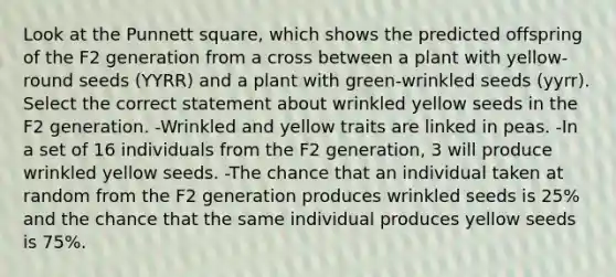 Look at the Punnett square, which shows the predicted offspring of the F2 generation from a cross between a plant with yellow-round seeds (YYRR) and a plant with green-wrinkled seeds (yyrr). Select the correct statement about wrinkled yellow seeds in the F2 generation. -Wrinkled and yellow traits are linked in peas. -In a set of 16 individuals from the F2 generation, 3 will produce wrinkled yellow seeds. -The chance that an individual taken at random from the F2 generation produces wrinkled seeds is 25% and the chance that the same individual produces yellow seeds is 75%.