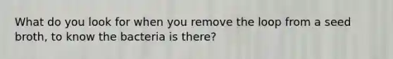 What do you look for when you remove the loop from a seed broth, to know the bacteria is there?