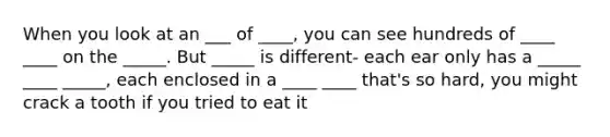 When you look at an ___ of ____, you can see hundreds of ____ ____ on the _____. But _____ is different- each ear only has a _____ ____ _____, each enclosed in a ____ ____ that's so hard, you might crack a tooth if you tried to eat it