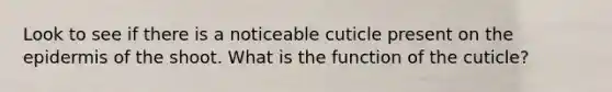 Look to see if there is a noticeable cuticle present on the epidermis of the shoot. What is the function of the cuticle?
