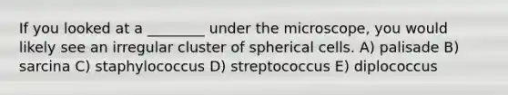 If you looked at a ________ under the microscope, you would likely see an irregular cluster of spherical cells. A) palisade B) sarcina C) staphylococcus D) streptococcus E) diplococcus