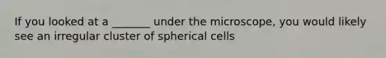 If you looked at a _______ under the microscope, you would likely see an irregular cluster of spherical cells