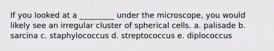 If you looked at a _________ under the microscope, you would likely see an irregular cluster of spherical cells. a. palisade b. sarcina c. staphylococcus d. streptococcus e. diplococcus