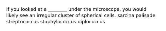 If you looked at a ________ under the microscope, you would likely see an irregular cluster of spherical cells. sarcina palisade streptococcus staphylococcus diplococcus